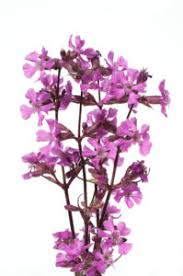 Image result for Pechnelke