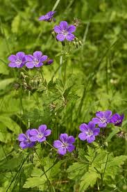 Attēlu rezultāti vaicājumam “Geranium sylvaticum”