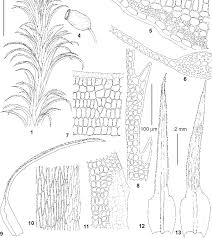 Attēlu rezultāti vaicājumam “Polytrichastrum pallidisetum cells”