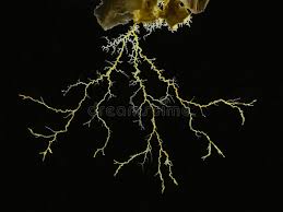 Attēlu rezultāti vaicājumam “Physarum penetrale stalked”