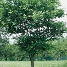 Attēlu rezultāti vaicājumam “Phellodendron amurense”