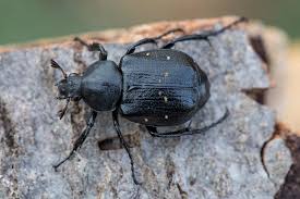 Attēlu rezultāti vaicājumam “Gnorimus variabilis”