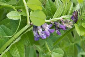 Attēlu rezultāti vaicājumam “Vicia sepium leaf”