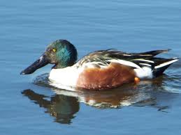 Attēlu rezultāti vaicājumam “Anas clypeata”