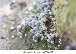 Attēlu rezultāti vaicājumam “Badhamia panicea”