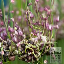 Attēlu rezultāti vaicājumam “Allium scorodoprasum leaf”