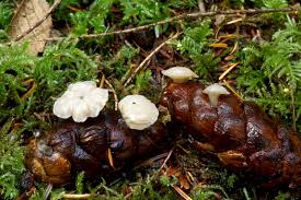 Attēlu rezultāti vaicājumam “Cudoniella clavus”