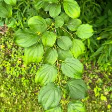 Attēlu rezultāti vaicājumam “Rhamnus cathartica”