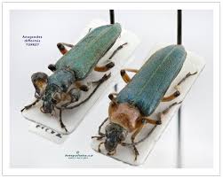 Attēlu rezultāti vaicājumam “Anogcodes melanurus”