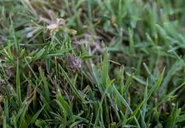 Attēlu rezultāti vaicājumam “Chlorochroa juniperina imago”