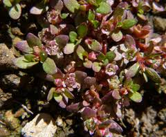 Attēlu rezultāti vaicājumam “Elatinaceae”