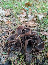 Attēlu rezultāti vaicājumam “Otidea bufonia”