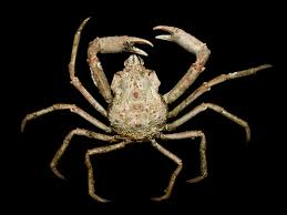 Image result for Hyas araneus