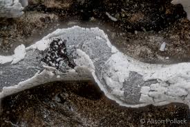 Attēlu rezultāti vaicājumam “Physarum bitectum macro”