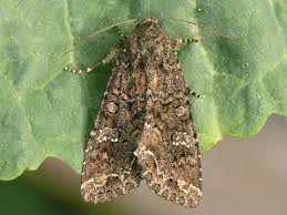 Attēlu rezultāti vaicājumam “Mamestra brassicae exuvia”