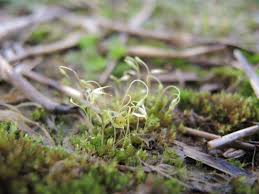 Attēlu rezultāti vaicājumam “Dicranella staphylina”