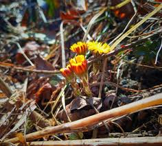 Attēlu rezultāti vaicājumam “Tussilago farfara flower”