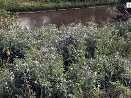 Attēlu rezultāti vaicājumam “Symphyotrichum x salignum flower”