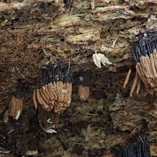 Attēlu rezultāti vaicājumam “Stemonitidaceae”