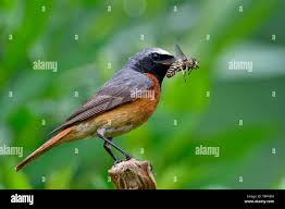 Attēlu rezultāti vaicājumam “Phoenicurus phoenicurus male”