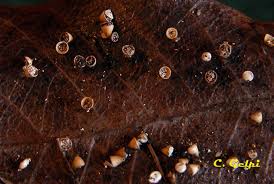 Attēlu rezultāti vaicājumam “Craterium minutum macro”