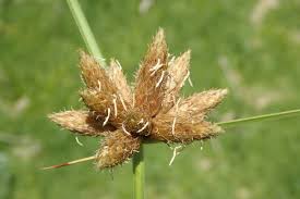 Attēlu rezultāti vaicājumam “Bolboschoenus maritimus”
