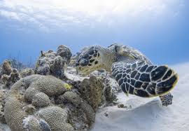Image result for Eretmochelys imbricata