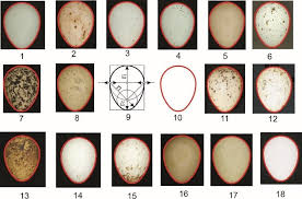 Attēlu rezultāti vaicājumam “Crex crex eggs”