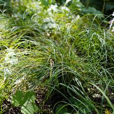 Attēlu rezultāti vaicājumam “Carex montana”