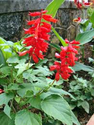 Image result for Salvia splendens