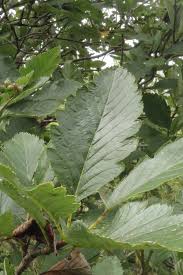 Attēlu rezultāti vaicājumam “Sorbus intermedia leaf”