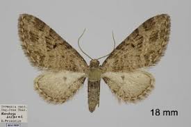 Attēlu rezultāti vaicājumam “Eupithecia exiguata”