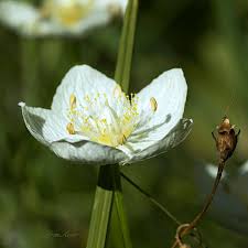 Attēlu rezultāti vaicājumam “Parnassiaceae”