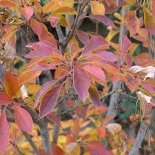 Attēlu rezultāti vaicājumam “Enkianthus campanulatus”
