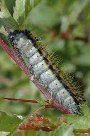 Attēlu rezultāti vaicājumam “Aporia crataegi pupa”