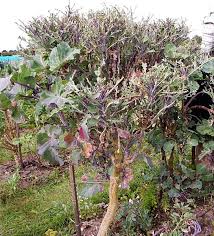 Image result for Taunton Deane