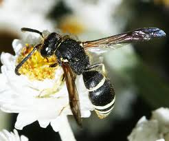 Attēlu rezultāti vaicājumam “Ancistrocerus sp. male”