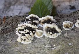 Attēlu rezultāti vaicājumam “Bjerkandera adusta”