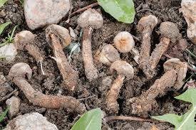 Attēlu rezultāti vaicājumam “Tulostoma fimbriatum”