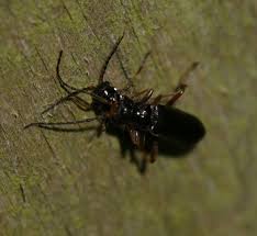 Attēlu rezultāti vaicājumam “Cantharis figurata”