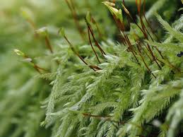 Attēlu rezultāti vaicājumam “Brachythecium salebrosum sporophyte”