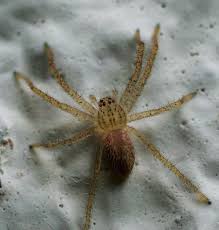 Attēlu rezultāti vaicājumam “Philodromidae”