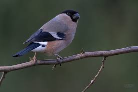 Attēlu rezultāti vaicājumam “Pyrrhula pyrrhula female”