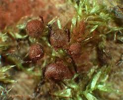 Attēlu rezultāti vaicājumam “Cribraria cancellata”