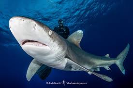 Image result for Carcharhinus longimanus