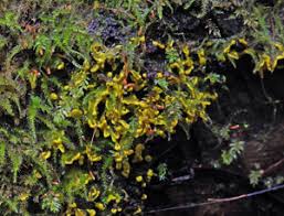 Attēlu rezultāti vaicājumam “Leiocolea rutheana sporophyte”