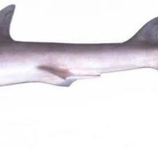 Image result for Mustelus canis