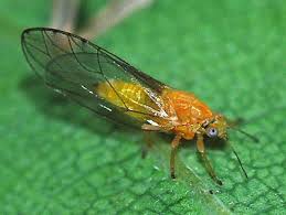 Attēlu rezultāti vaicājumam “Trioza dispar”