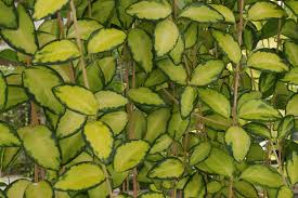 Attēlu rezultāti vaicājumam “Vinca minor leaf”