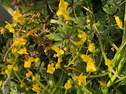 Attēlu rezultāti vaicājumam “Anemone ranunculoides”
